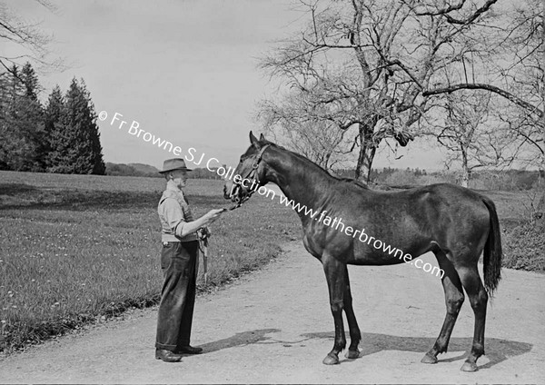 ROCKINGHAM HOUSE   'PANORAMA' COLT